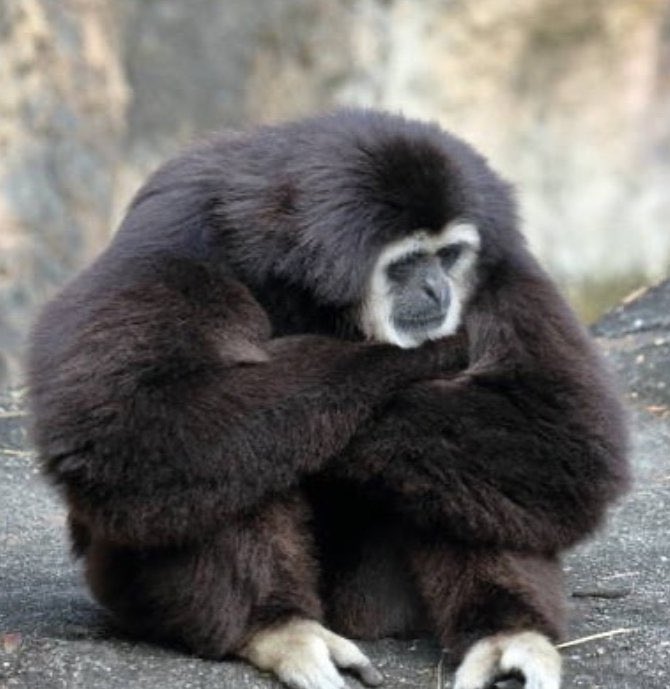 oracleghost's tweet image. became overcome with melancholy at work