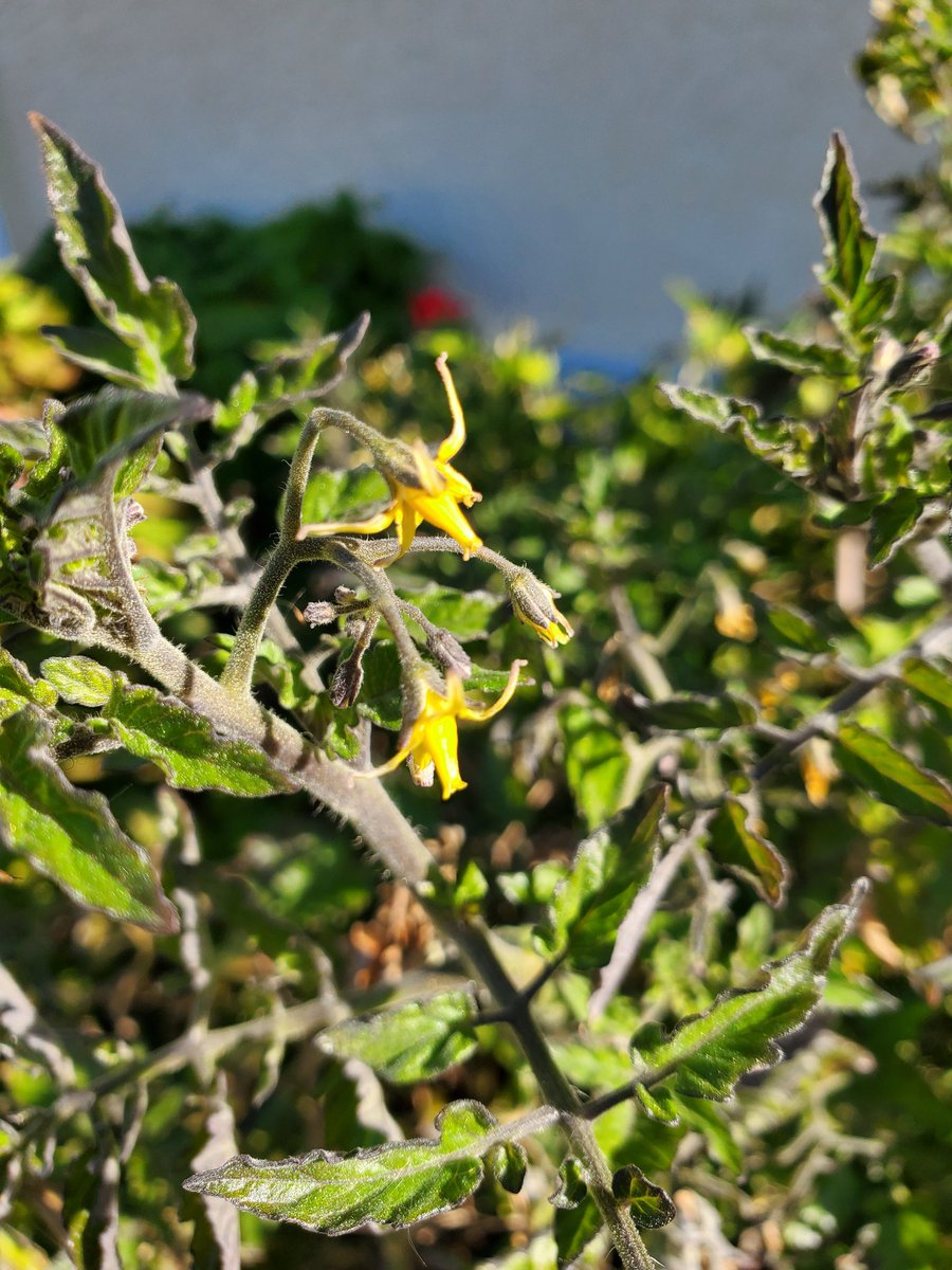 bikeguy916's tweet image. First year my tomato plants have survived into January. They even have new growth and flowers. #notagoodthing