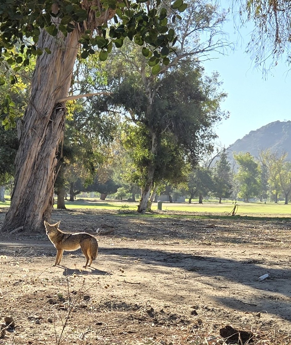 la_dorkout's tweet photo. Well, that didn't take long. With Griffith Park closed during these Red Flag days, coyotes now outnumber humans at golf courses, zoo parking lot, etc. https://t.co/ebGkrFNq4f