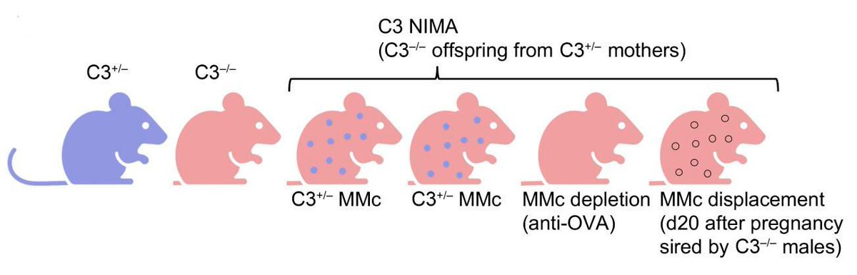 ASCI (@the_asci) on Twitter photo A mother’s work is never done!
ASCI member Sing Sing Way <a href="/babiesresearch/">Sing Sing Way</a> & team <a href="/CincyChildrens/">Cincinnati Children's</a> explore the function of mother cells that persist in murine offspring: jci.org/articles/view/… A mother’s work is never done!
ASCI member Sing Sing Way <a href="/babiesresearch/">Sing Sing Way</a> & team <a href="/CincyChildrens/">Cincinnati Children's</a> explore the function of mother cells that persist in murine offspring: jci.org/articles/view/…