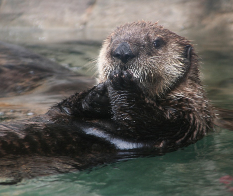 シアトル水族館で生まれたラッコのSekiuが13歳になりました