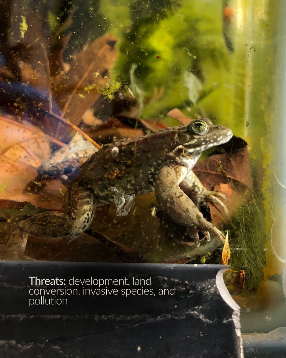 Species appreciation post 🐸The Oregon spotted frog’s scientific name “pretiosa” means “precious” in Latin — a fitting moniker considering that not many remain. The Oregon spotted frog is the most endangered frog in Canada.💚⁠

📸 P. Sardari

#SpeciesAppreciation