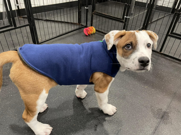 BowWowFunTowne's tweet photo. Even though it's winter and cold, most people want to continue walking their dogs. If you're one of those hearty souls, follow these tips to keep your pup safe and comfortable.
https://t.co/F9YPz4w0rm https://t.co/xwA9z9PiOO