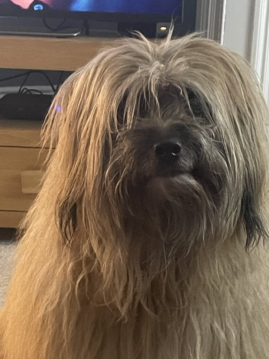 Hi everyone, mam had me to the vets again. I’m drinking too much again. So I’ve had bloods taken to see what my remaining adrenal gland is doing. Mam is worried as it was cancer previously. Keep your paws crossed takes about a week for results 😮#dogsofX #worried