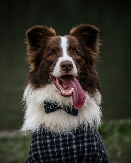 PoochMobile's tweet photo. 🎉🐾 It's National Dress Up Your Pet Day! Celebrate your furry friend by showing off their stylish outfits! 💖🐶 Whether they love tutu dresses or superhero capes, we want to see them shine! 🌟📸 Share your pet's best look in the comments and tag a friend to join the fun! #Dre... https://t.co/WjGvEbZTbc