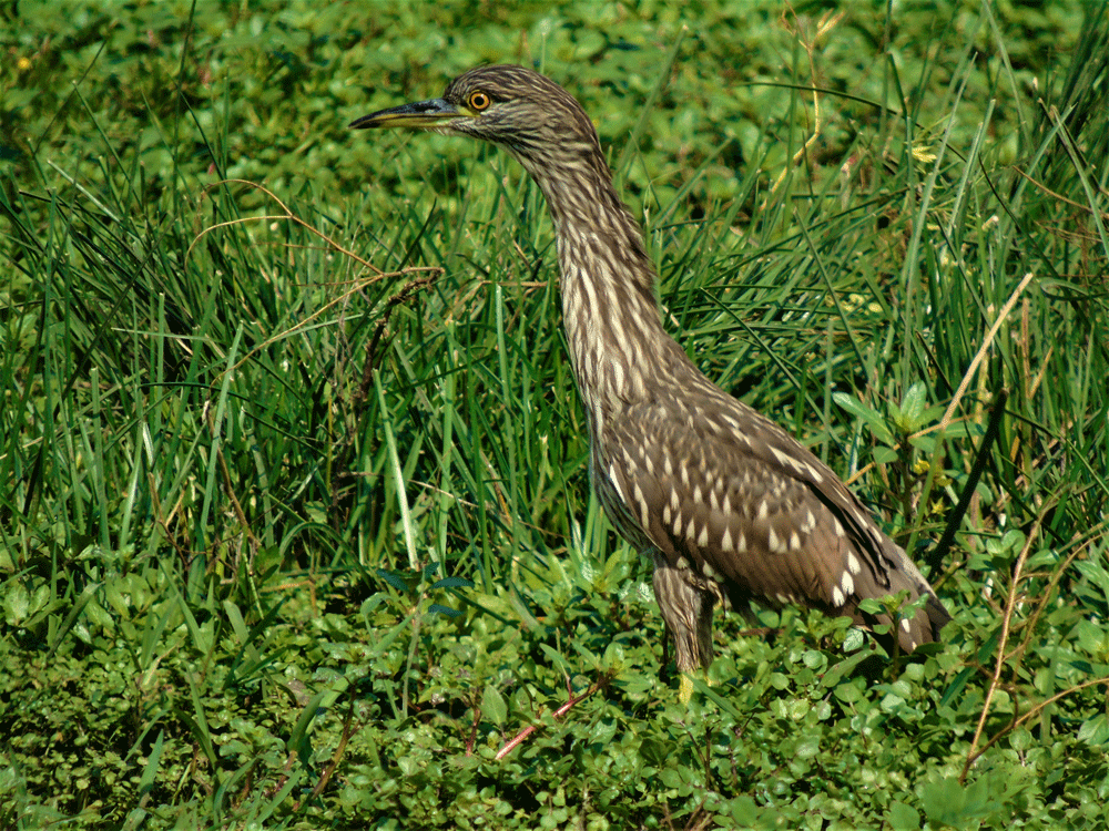 #ArtículoLS Humedales de Quilicura, los últimos relictos de una gran laguna prehistórica 🏞️🌴

Revisa más detalles aquí:👇🏼

ow.ly/SHTx50UG1nq