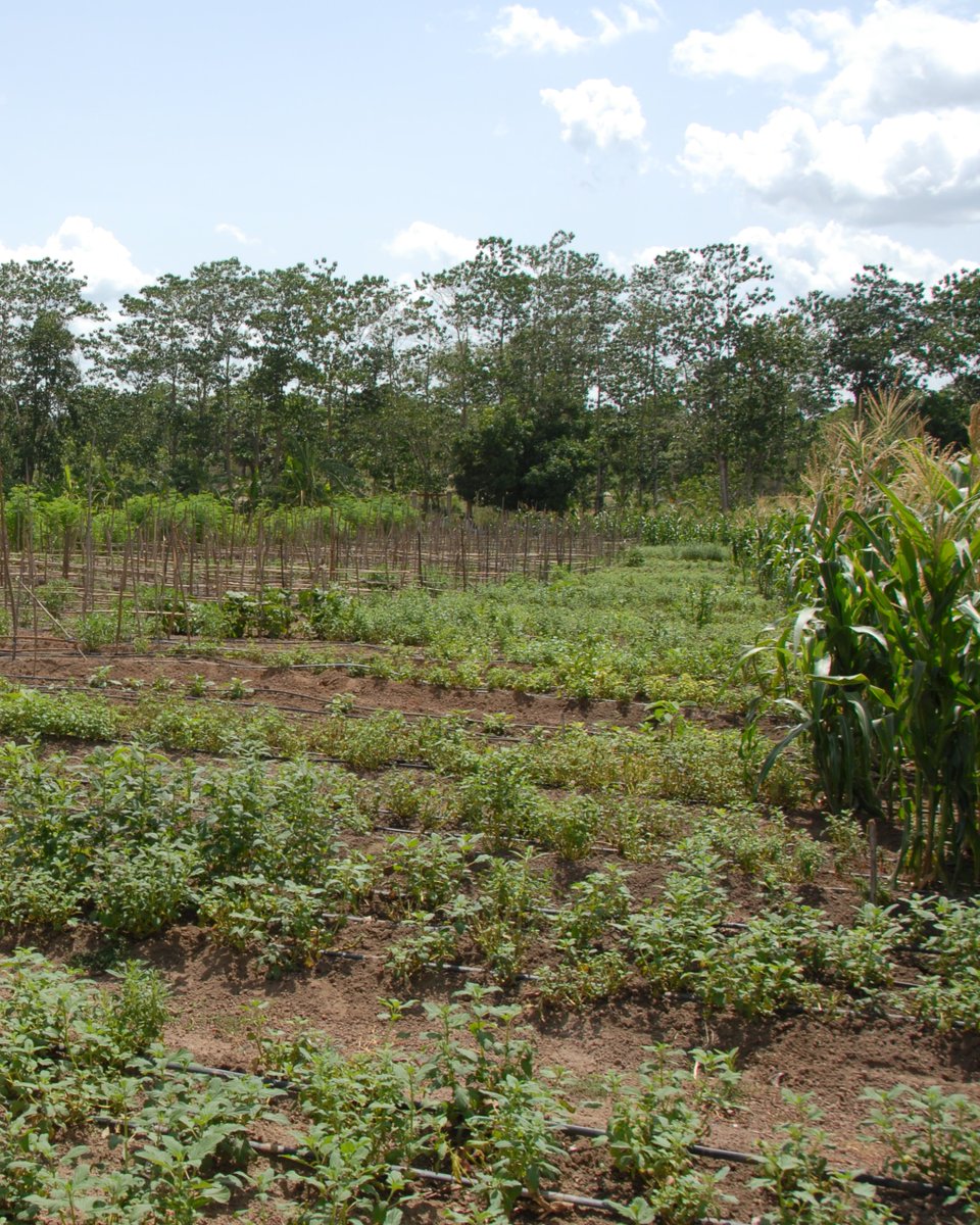 Even in the dry season, these gardens are green! 🌱

At a time of year when little rain falls over northern #Benin, SELF's solar-powered drip irrigation systems bring water to crops, and ultimately bring food to bellies.

Empower farmers, #EndHunger for good. 

#sdg2 #sdg7