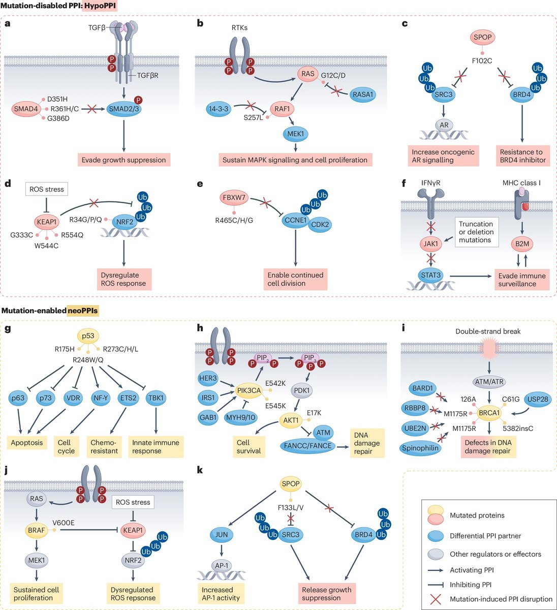 Emory Pharmacology & Chemical Biology (@pharmchembio) on Twitter photo Congratulations to Drs. Haian Fu, Xiulei Mo, and Andrey Ivanov for their insightful review published in <a href="/NatureRevCancer/">Nature Reviews Cancer</a> “Decoding the functional impact of the cancer genome through protein–protein interactions”! <a href="/HaianFu/">Haian Fu</a> <a href="/MoLab_Emory/">Xiulei Mo</a> <a href="/2Aivanov/">Andrey Ivanov</a> rdcu.be/d6bn5 Congratulations to Drs. Haian Fu, Xiulei Mo, and Andrey Ivanov for their insightful review published in <a href="/NatureRevCancer/">Nature Reviews Cancer</a> “Decoding the functional impact of the cancer genome through protein–protein interactions”! <a href="/HaianFu/">Haian Fu</a> <a href="/MoLab_Emory/">Xiulei Mo</a> <a href="/2Aivanov/">Andrey Ivanov</a> rdcu.be/d6bn5