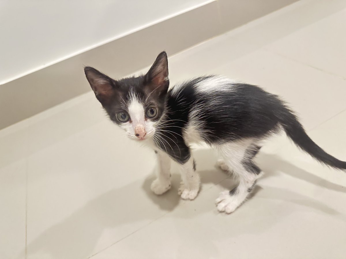 aldojedam's tweet photo. En adopción. Hembra. Desparasitada https://t.co/waEUDXvJhQ