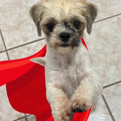 j0ia_'s tweet photo. #NOVAFOTODEPERFIL

SUPER BEIBEL🐾🚀 https://t.co/DaHsa2EwXG