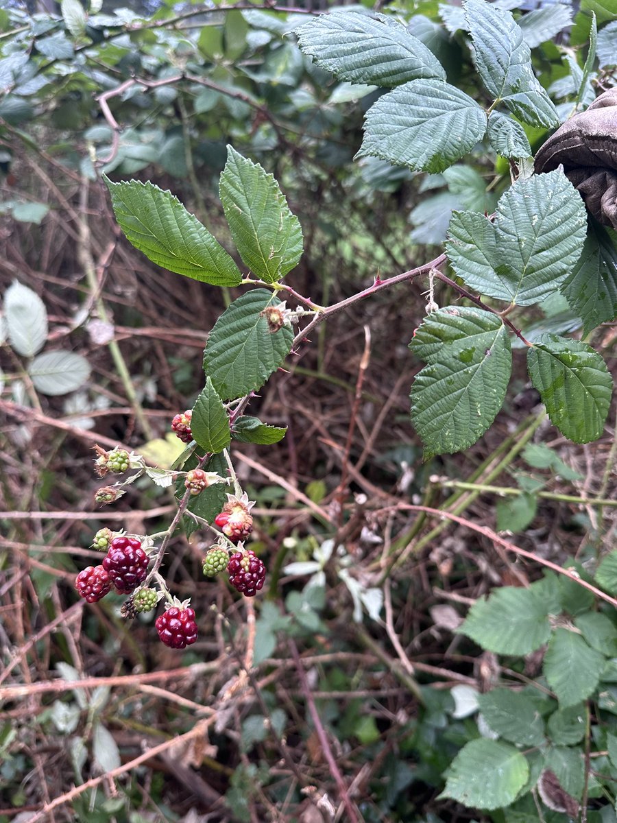 What in the weed? Apparently Himalayan blackberry has decided to produce fruit in January (Vancouver Island, BC). I feel like I say this a lot these days, but I’ve NEVER seen this before! #invasivespecies #climatechange #ecology #invasiveplants #weedscience #gardening