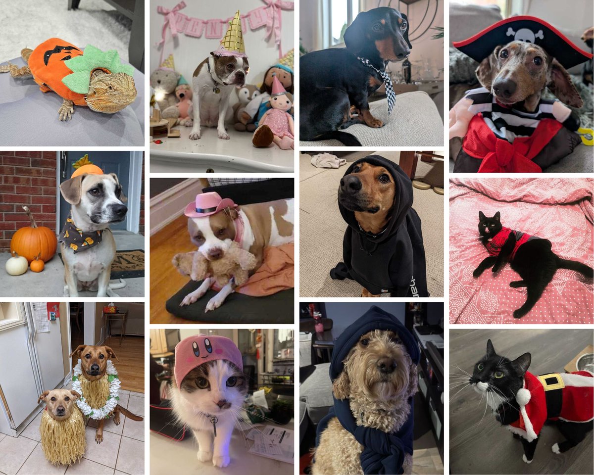 Its National Dress Up Your Pet Day and the Evolve team will take any excuse to show off our pets!