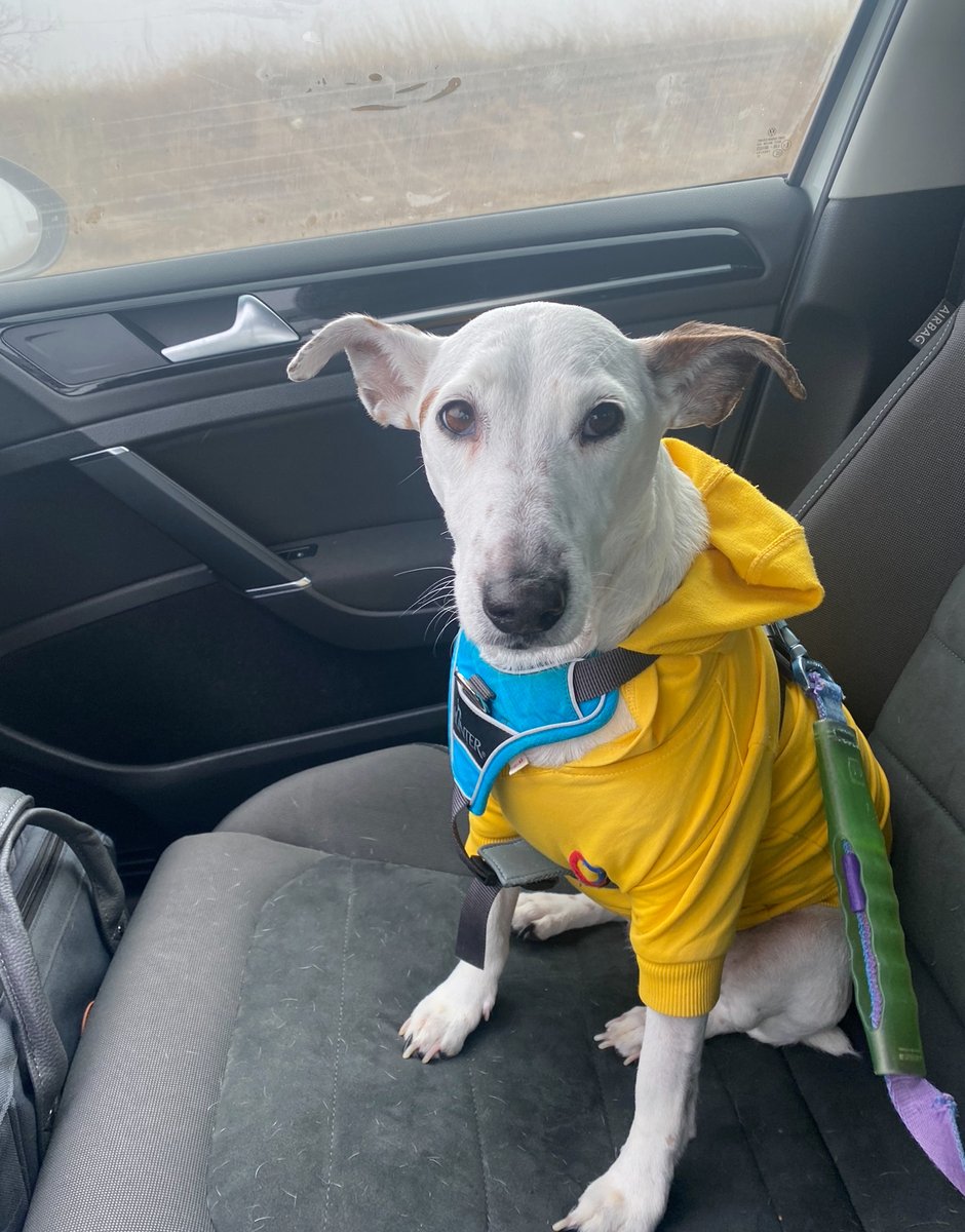 Boncuk gözlüm, bal suratlım, kuş üzümüm, canım yol arkadaşım, sırdaşım seni çok özledim. Öyle bir özlem ki bu; gün geçtikçe artan ve seni bir daha göremeyecek olmanın verdiği çaresizlikle iç acıtan.