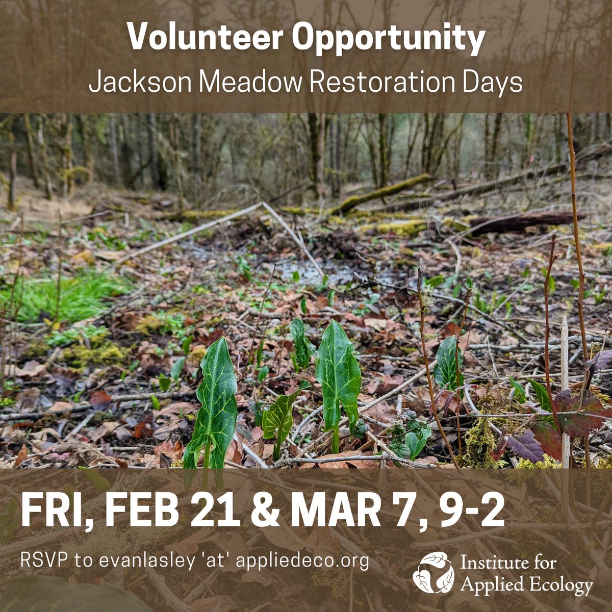 Please join the Institute for Applied Ecology (IAE) and Oregon State University (OSU) for volunteer opportunities at Jackson Meadow in the McDonald-Dunn Research Forest! Learn more about upcoming volunteer opportunities with IAE at appliedeco.org/calendar.