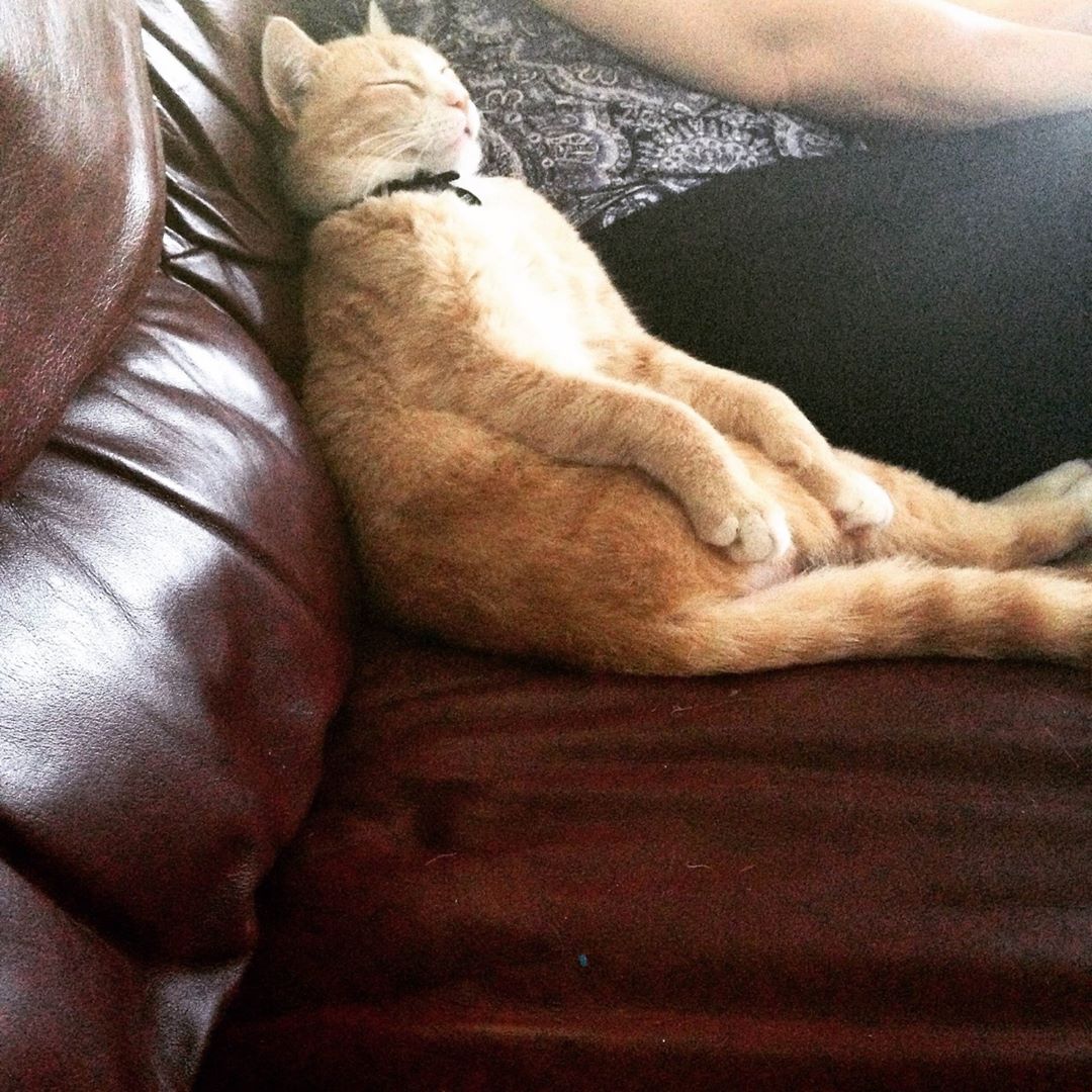 Cats have it all – admiration, an endless sleep, and company only when they want it.  – Rod McKuen

#petsluver #cats #catsontwitter #caturday #pets