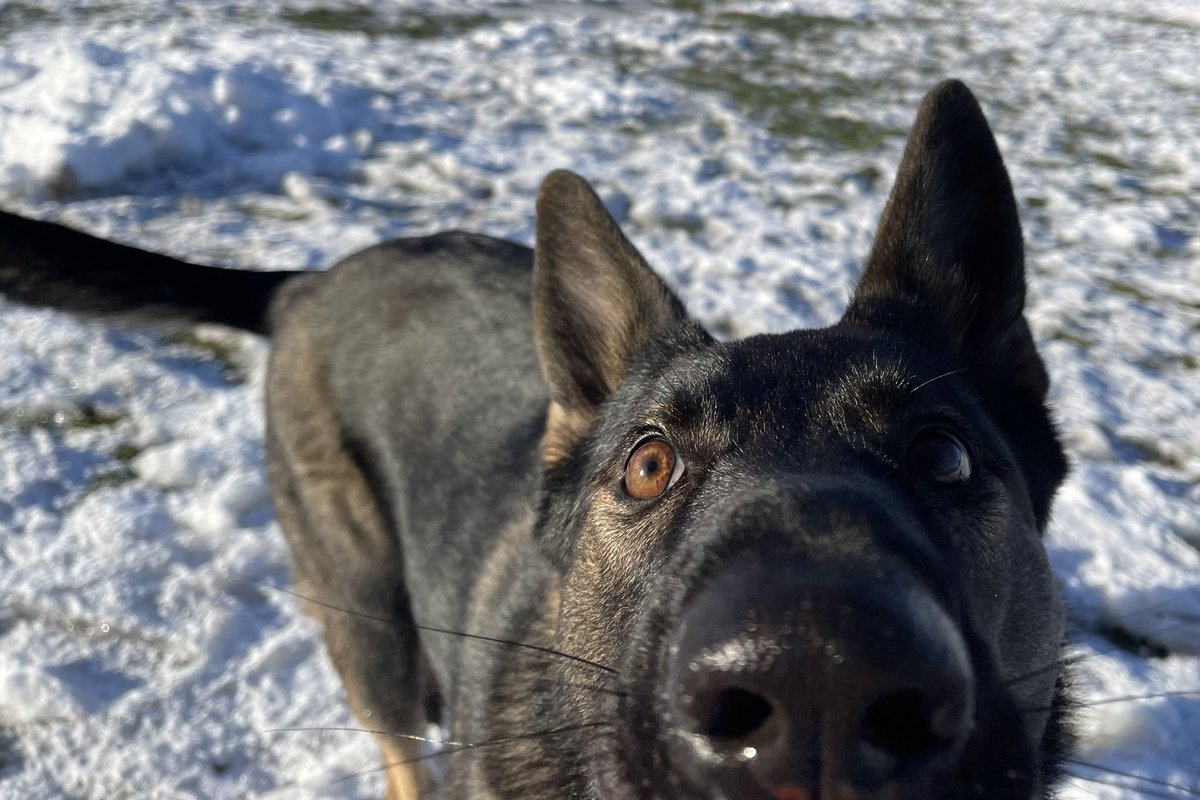 PontePython's tweet image. I love wet dog noses.
Am I weird?