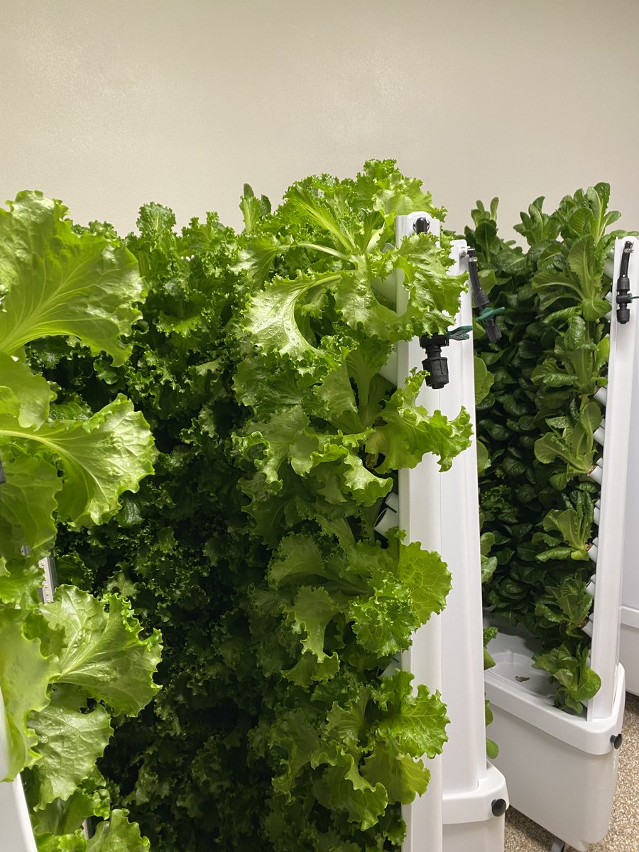 ForkFarms's tweet photo. Since October, Tomah High School has added 8 Flex Farms to their food service program. The first harvest is already a success, providing fresh homegrown lettuce for salads.
📸: Jesse Bender, Food Service Director at Tomah School District
#foodservice #ForkFarms #flexfarm https://t.co/dYWbRnpmtP