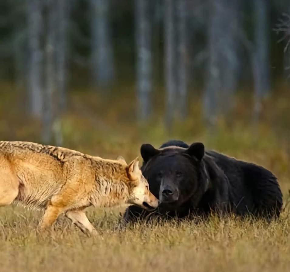 Dilo con perritos tweet media