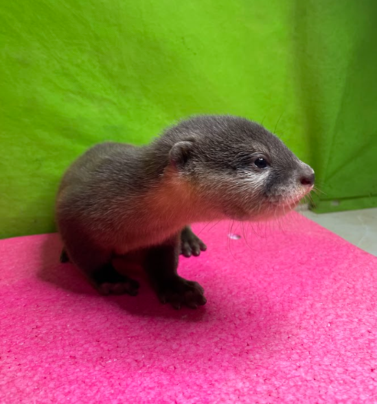 COTER_sol's tweet photo. This otter doesn’t just vibe, it leads the way to the $COTER moon mission. 🚀🌊

Don’t sleep on the cutest revolution in crypto! 😎

ca:
3MFJEh1CkMSrzJREz6Phr3Co54SdgeruTX9ECgELpump

#COTER https://t.co/raE2ibYeBA