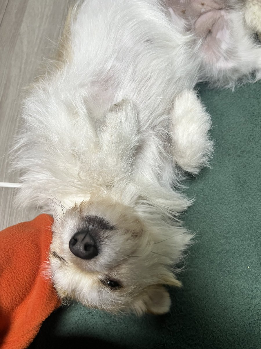 이름은 귀리 🕯️가족 찾은 찰떡 tweet media