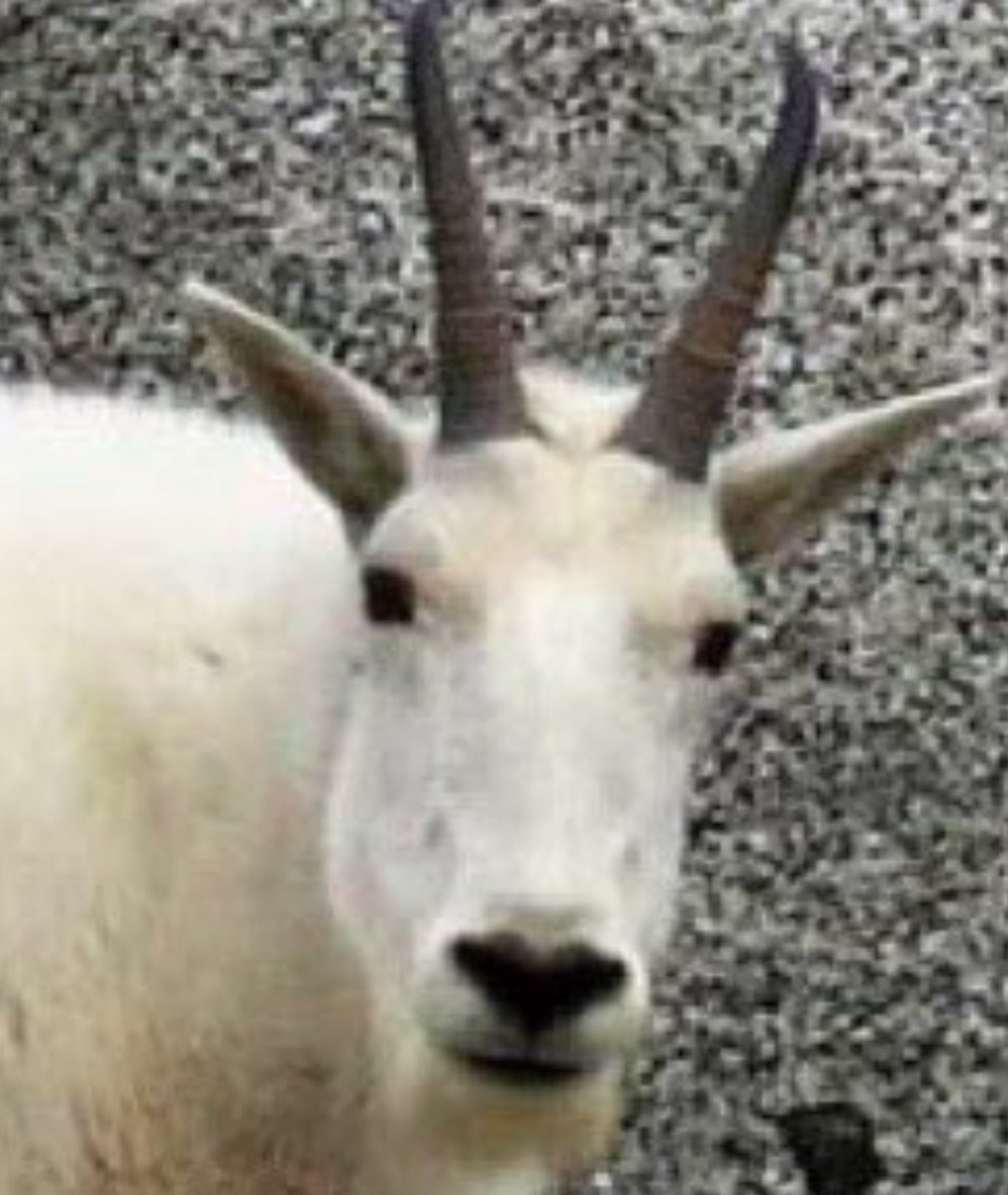 patty_fi's tweet image. Bull run 2024

Goat run 2025