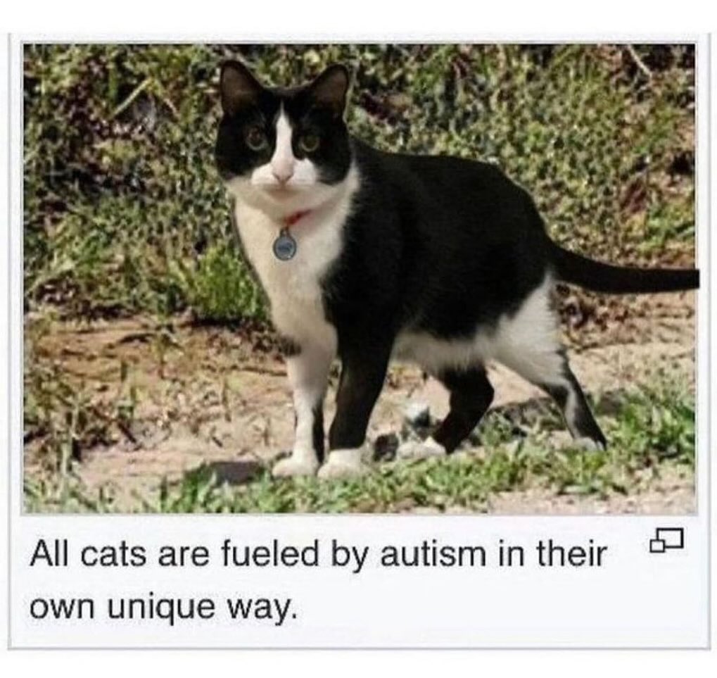 PunchingCat's tweet image. 