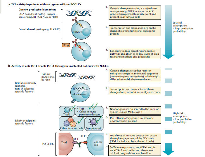 For a full thread on how MET amp more resembles a PDL1 type predictive biomarker and a summary of our decade of research - check out Drcamidge bluesky account