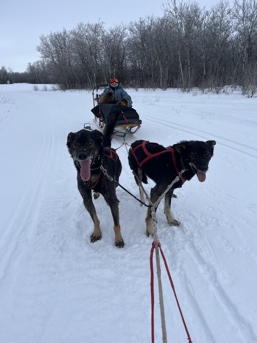 CTVGareth's tweet photo. Fun times at Echo Valley Provincial Park with Aaron Campbell and his sled dogs. @SaskParks #dogsled https://t.co/BVnEktuInk
