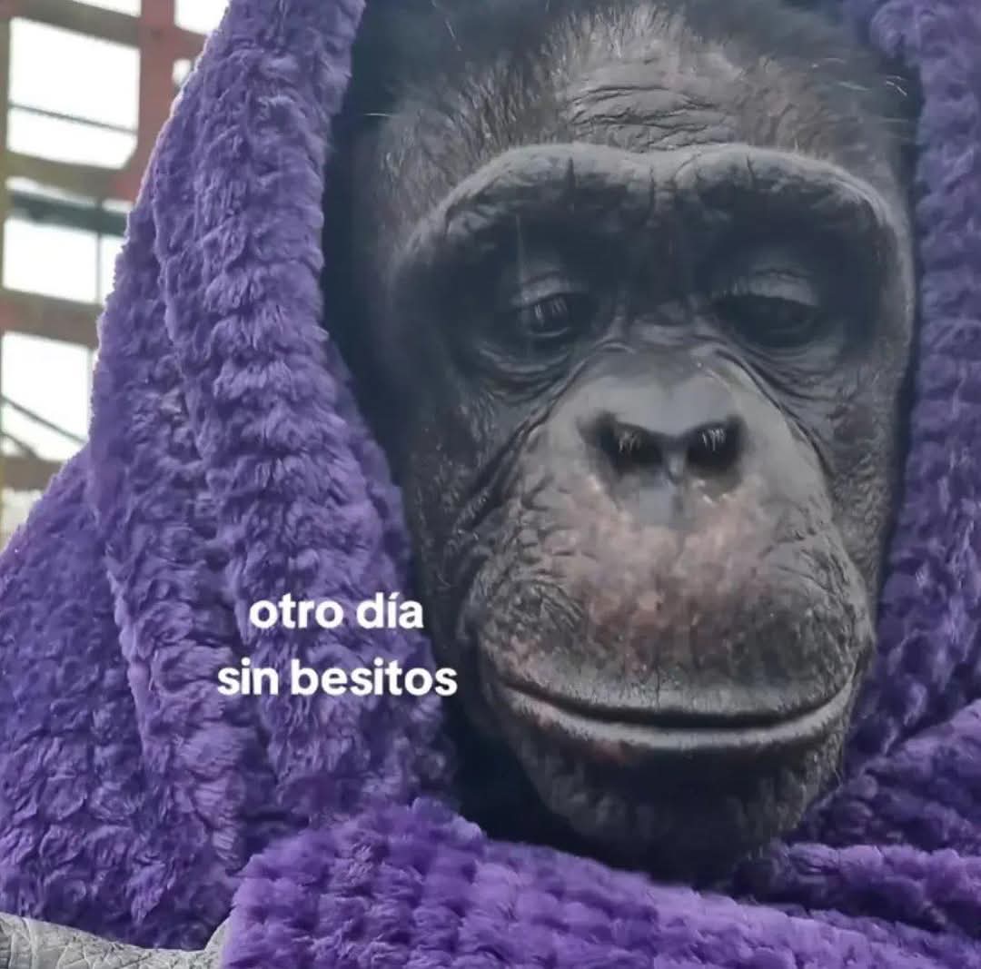 En Júpiter (@en_jupiter_) on Twitter photo 