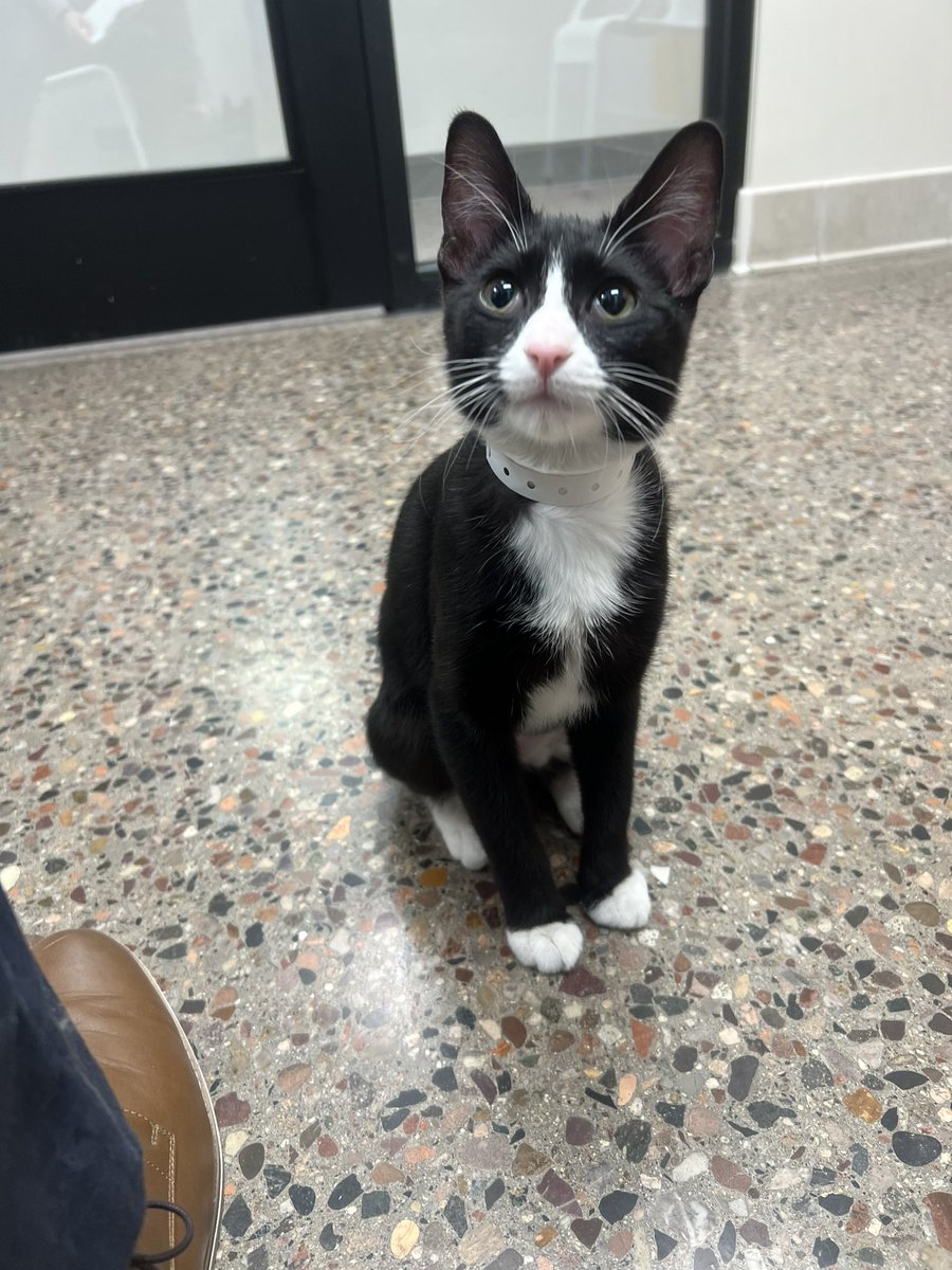 GrxmmU's tweet photo. New kitty!! 😸 https://t.co/LVJJQy5kbk