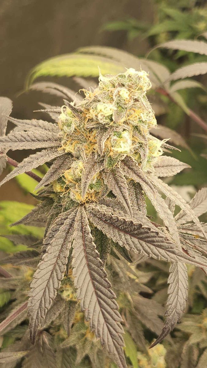 SoFemGenetics's tweet photo. Our Perfect Dark - Super Boof x Trop Cherry grown by @elveedro https://t.co/4VLhNW5B9a