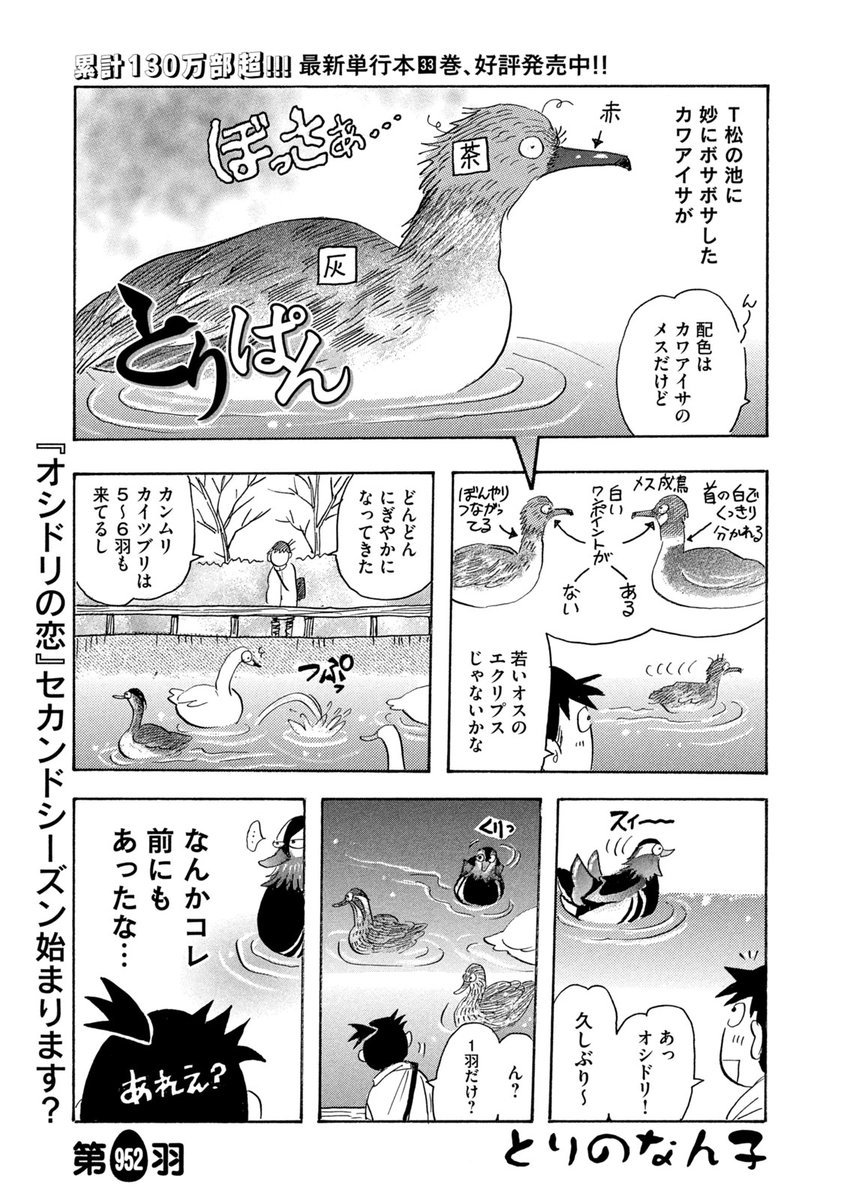 モーニング7号本日発売！】 『とりぱん』は、第952羽が掲載！ T池には
