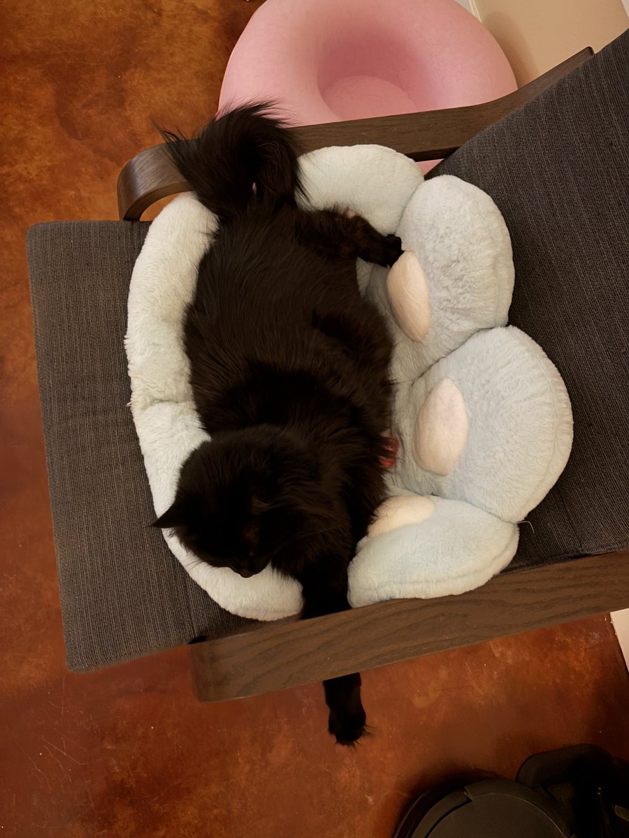 I’m live and also here’s a bonus pic of Mr Business.