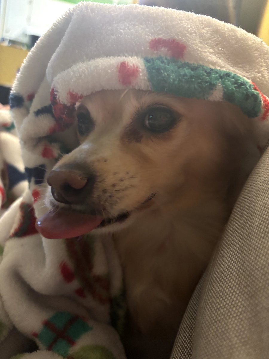 For #TOT #TongueOutTuesday #dogsofX #DogsofTwittter