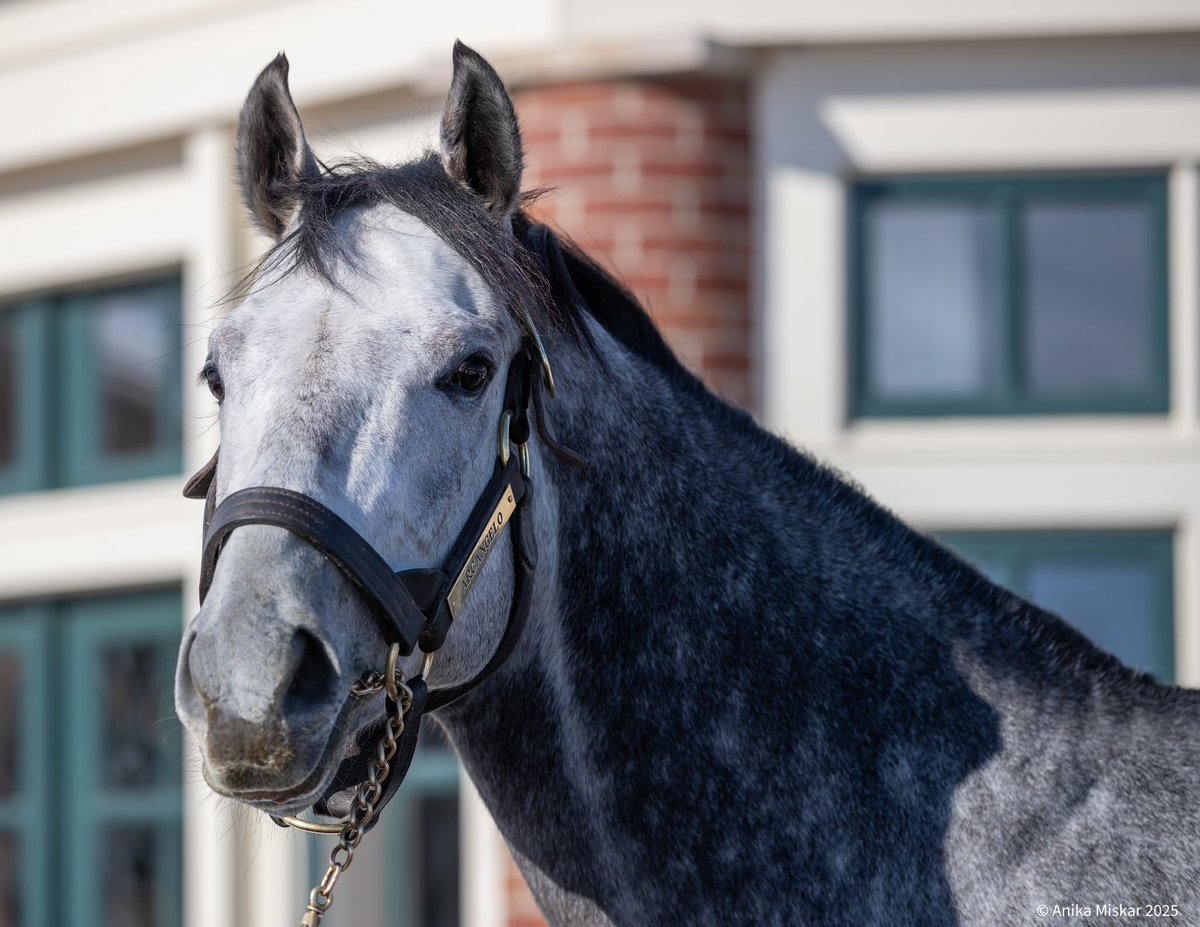 Unfortunately, I was not lucky enough to ever get the chance to see Arrogate in person before is heartbreaking passing. However, today I felt as though I had been given a second chance. Arcangelo certainly reminds you of his father.