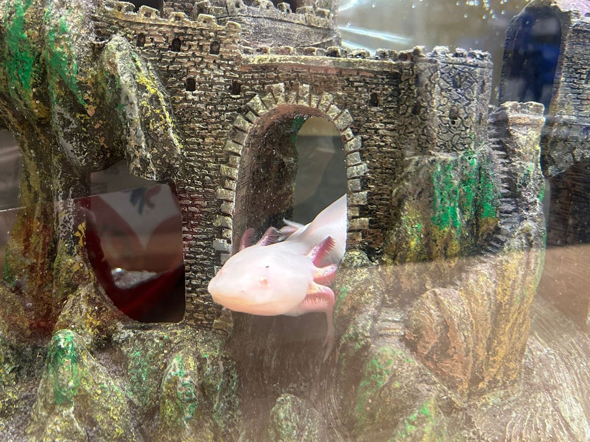 Wilden All Saints (@wildenallsaints) on Twitter photo It's new home day for two very special members of Kestrel class! Piglet is loving being King of the castle! <a href="/SevernAcademies/">Severn Academies Educational Trust (SAET)</a> It's new home day for two very special members of Kestrel class! Piglet is loving being King of the castle! <a href="/SevernAcademies/">Severn Academies Educational Trust (SAET)</a>