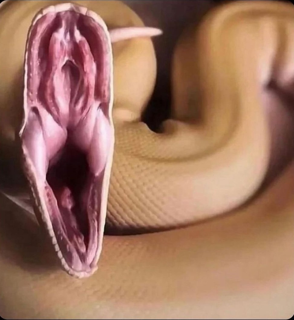 This is how snake's mouth looks from the inside, i think everything is clear now...
#まどか26歳 #Pongal2025 #Balenciaga #riyadh #恋ムズ #4elements #สยามถัดไป #Memes