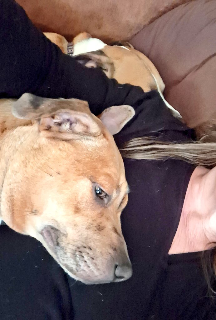 sueismymum's tweet photo. Look... we's made a mam sandwich... *sniggers*... #truelove #cuggles #dogsoftwitter #ZSHQ #dogsofX #CatsOfTwitter https://t.co/Q9WYvHjrlw