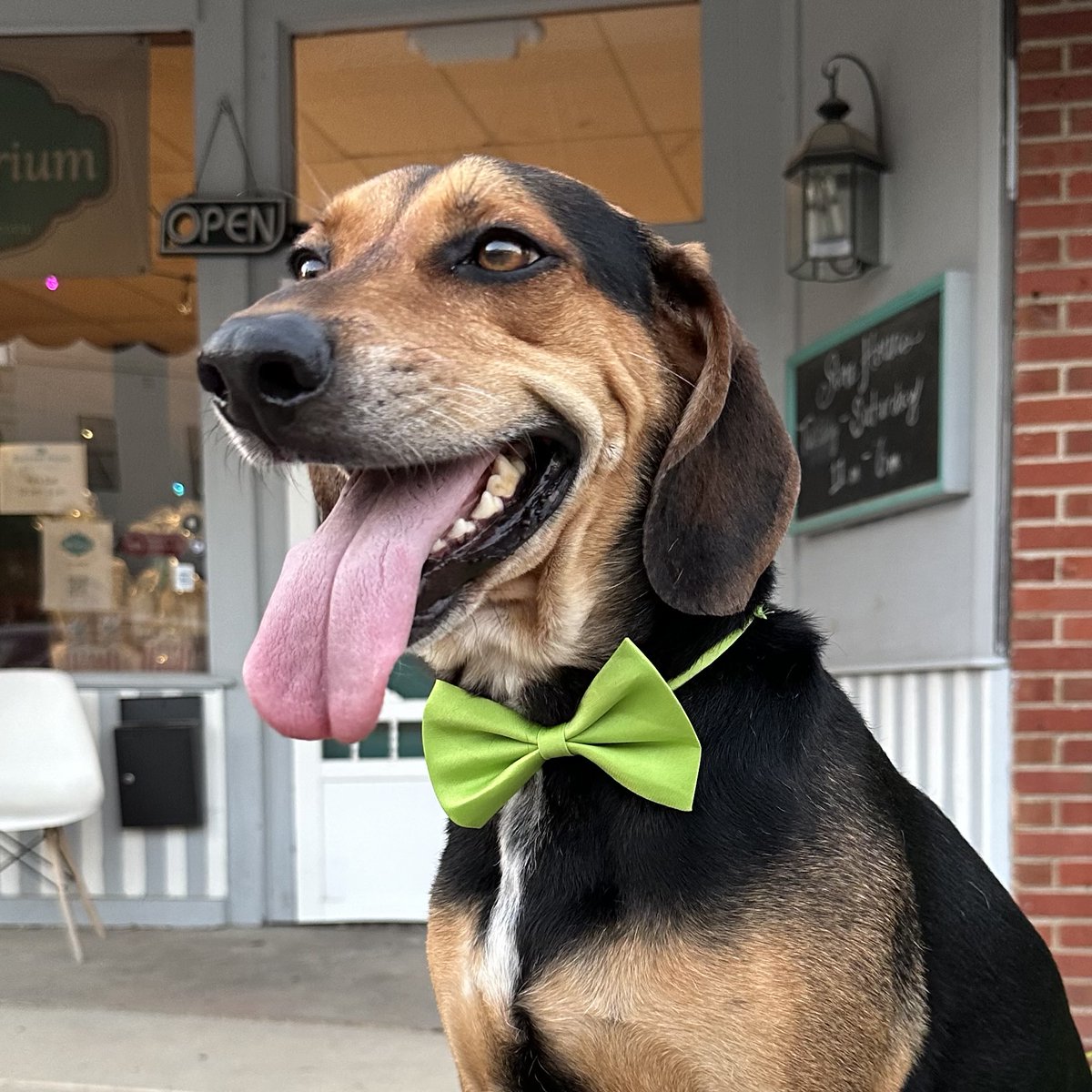 Today is National #DressUpYourPetDay - so what better way to showcase some of the best dressed on our current Board of Pawldermen? 2025 is another Pet Mayor Election Year for #StarkvilleMS.. Stay tuned! 🐶😺 ow.ly/fCbu50UGiBa