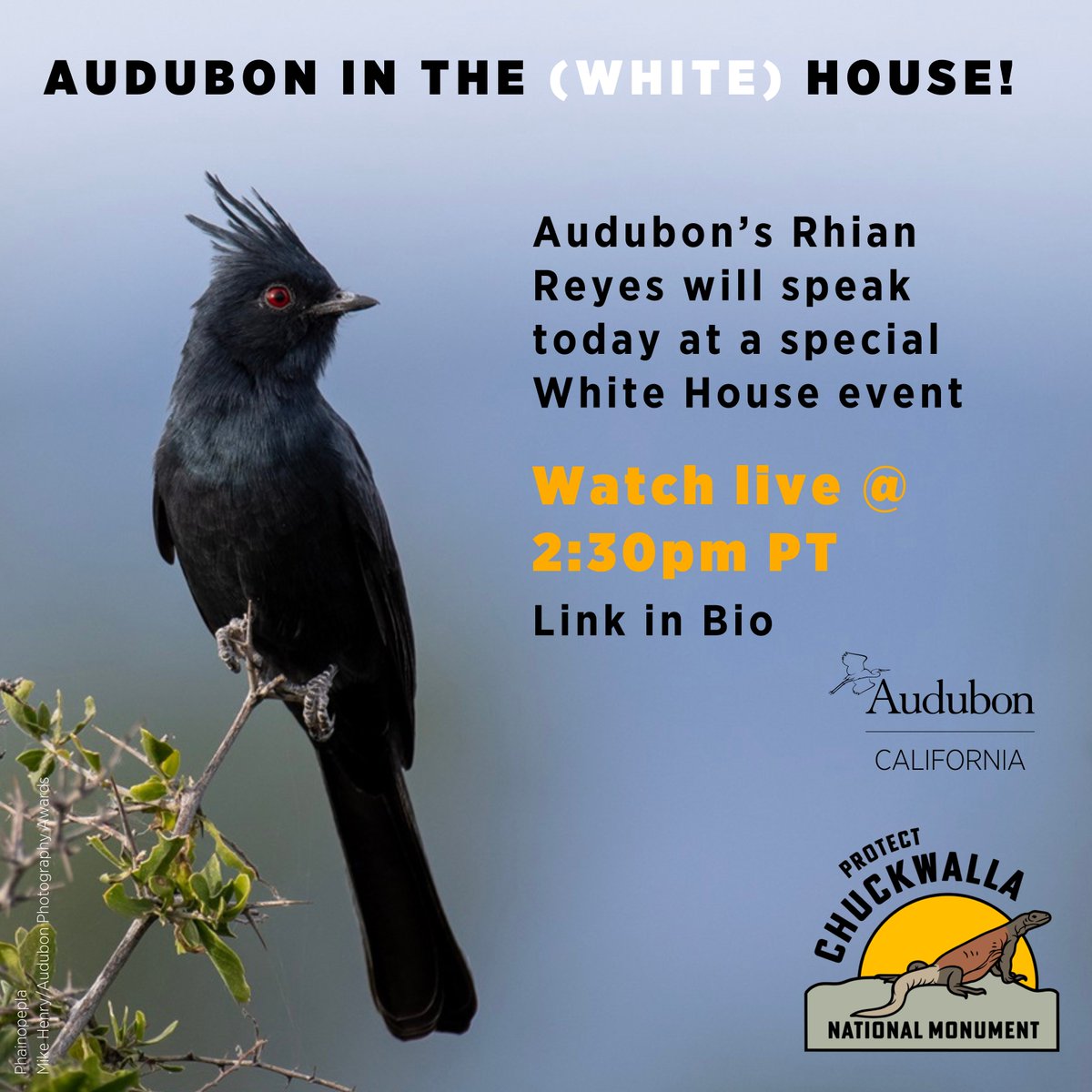 Audubon California tweet media