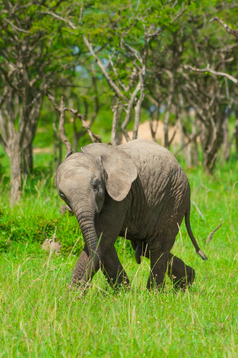 bownaankamal's tweet photo. Sweet Twist β African Bush Elephant | Olare Motorogi | Kenya
.
.
#destination_wild #nature_brilliance #animalabis #featured_wildlife_photography #exclusive_wildlife #wildgeography #wildlife_photography #bbcearth #africanbushelephant #amazing_wildlife #bownaankamal #photo_arena_nature #best_nature_shots #olaremotorogi #wildlife_planet #wildlifefriend #photo_arena_nature #best_nature_shotsΩ #onlyafrica #masaimara #maasaimara