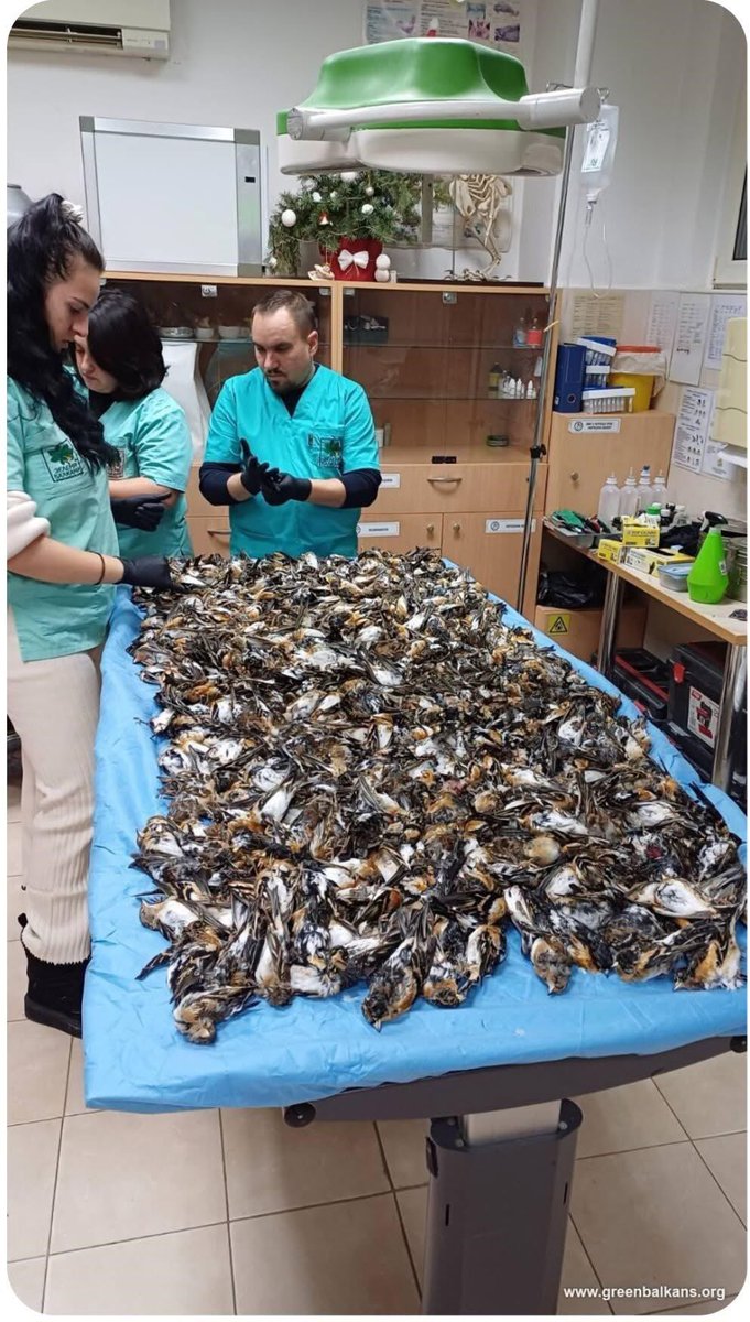 domdyer70's tweet photo. Over 1,000 dead mountain finches were collected by the Green Balkans Wildlife Rescue Center on New Year's Day and the day after on the outskirts of the Bulgarian city of Koprivshtitsa. After the autopsy of the dead finches, all veterinary specialists at the center agree that it was a stress-related death. This proves the massive bleeding in the abdominal cavity and skulls of the birds.

We continue to advocate banning private fireworks, for the sake of animals and people.

https://t.co/kcxfWLjElz