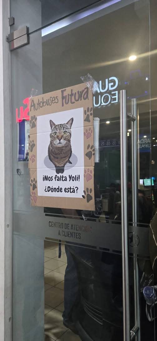 laadopteria's tweet photo. Un viaje en autobús que inició en la Central del Norte de la Ciudad de México con destino a Zacatecas se convirtió el pasado 15 de diciembre en una pesadilla para Guadalupe Reyes

Su gatita Yoli, de 3 años, desapareció en circunstancias que hasta ahora siguen sin esclarecerse. https://t.co/Rg8CpvdSJ6