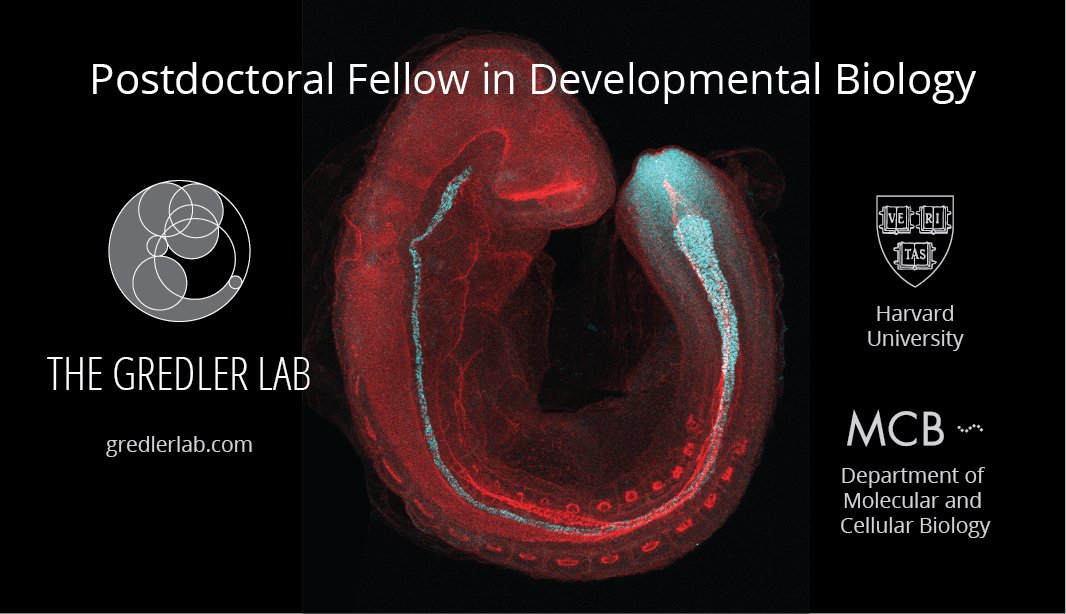 Marissa Gredler (@mlgredler) on Twitter photo The Gredler Lab <a href="/Harvard/">Harvard University</a> <a href="/MCB_Harvard/">MCB_Harvard</a> is hiring Postdoctoral Fellows! If you are interested in using high-resolution imaging of live embryos to ask how cells build tissues, please apply at the link below. #DevBio #sciencenews tinyurl.com/GredlerLab-Pos… The Gredler Lab <a href="/Harvard/">Harvard University</a> <a href="/MCB_Harvard/">MCB_Harvard</a> is hiring Postdoctoral Fellows! If you are interested in using high-resolution imaging of live embryos to ask how cells build tissues, please apply at the link below. #DevBio #sciencenews tinyurl.com/GredlerLab-Pos…