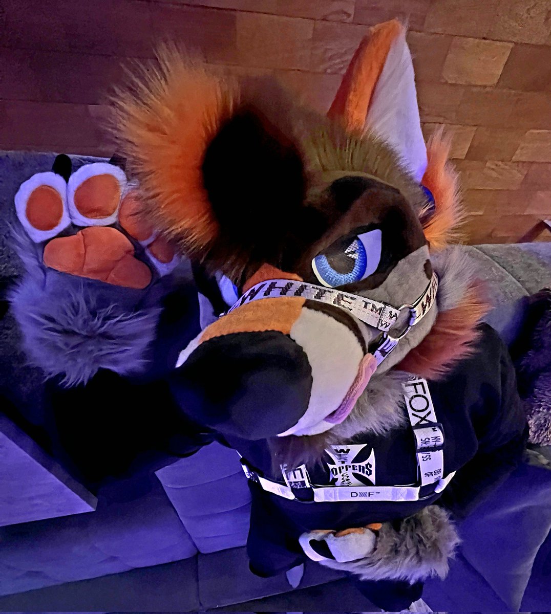 Wanna boop the snoot?🍊

#FursuitEveryday