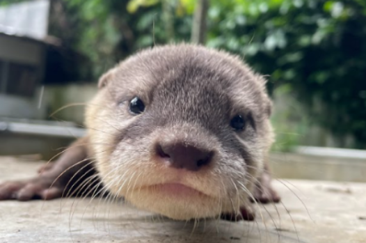 COTER_sol's tweet photo. The chillest CEO you’ve ever seen. 🦦✨

$COTER isn’t just a coin, it’s a movement. 🌊🔥
Viral vibes, otterly amazing – and we’re just getting started. 🚀

ca: 3MFJEh1CkMSrzJREz6Phr3Co54SdgeruTX9ECgELpump

#COTER #TrendingNow #OtterVibes https://t.co/7tNKneOp6E