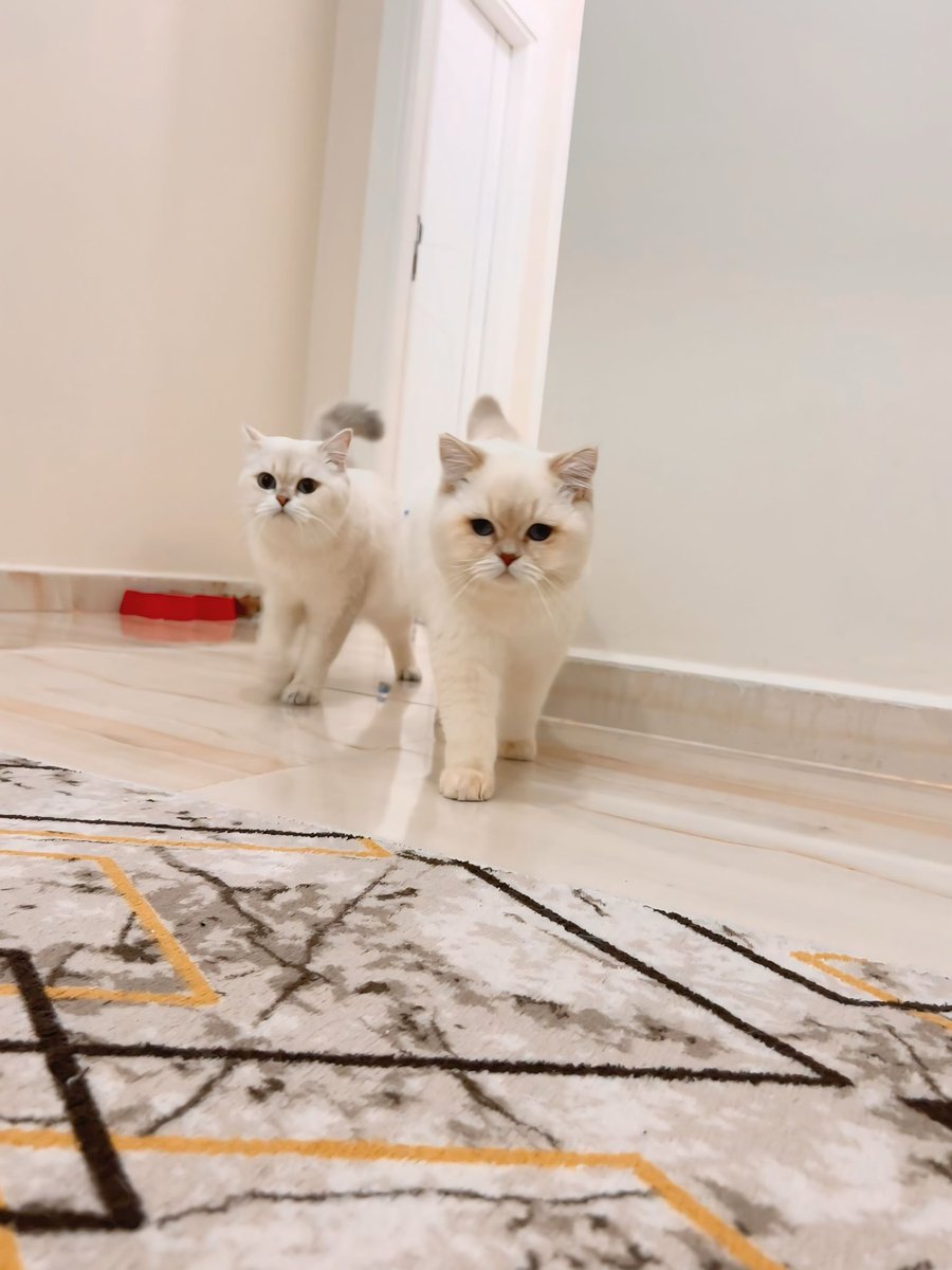 Casper 💙 Ekvator  #cat #Pongal2025