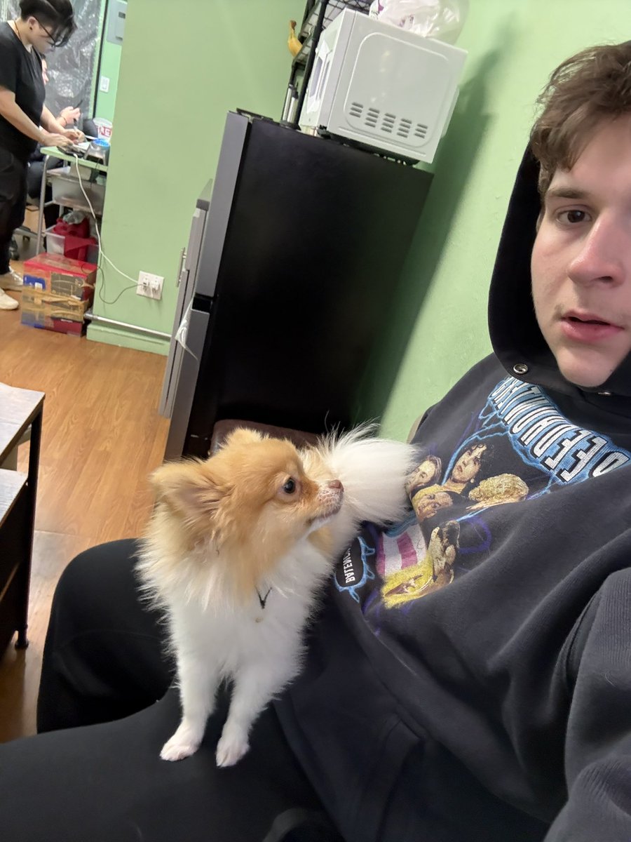 chinese massage dog