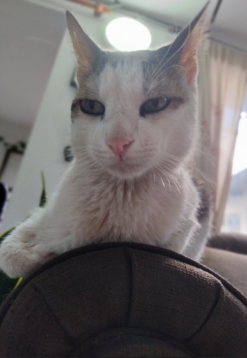 nijamaDev's tweet photo. What is he thinking about?
#cats https://t.co/iYHsq0wADK