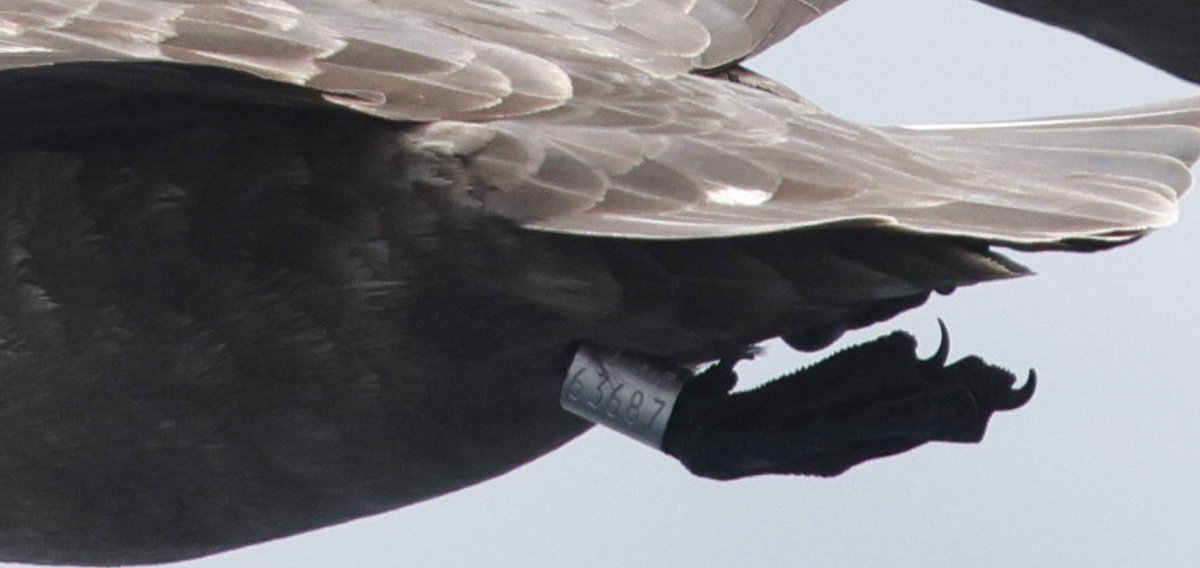 A ringing recovery wasn't something I was expecting from a cruise along the South Shetlands but here we are.

Anyone know who in the world has been ringing South Polar Skuas?